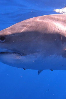 Sharks of Hawaii
