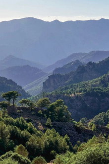 Les forêts des sommets