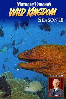Сезон 10