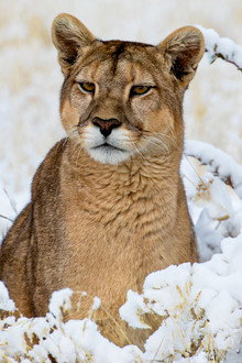 Pumas: Legends of the Ice Mountains
