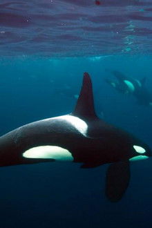 Earth-The-Nature-of-our-Planet