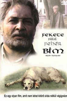 Fekete fülű fehér Bim