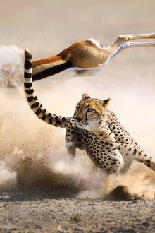 The Hunt