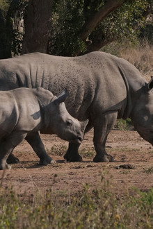 Le rhinocéros blanc