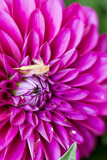 RHS Chelsea Flower Show