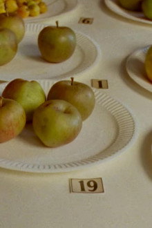 Some Interesting Apples