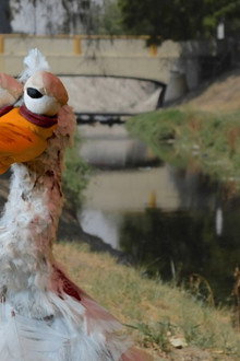 Animales del Río