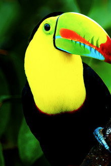 Untamed Costa Rica with Filipe DeAndrade