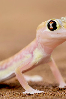 Namibia's Natural Wonders - Season 1