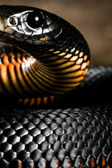 Le monde mystérieux des serpents