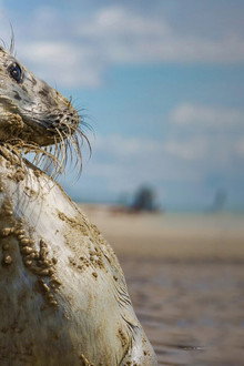 Wad: overleven op de grens van water en land