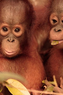 Orangutan Jungle School