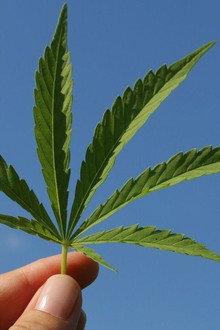 Cannabis sur ordonnance