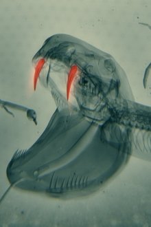 World's-Most-Toxic-Animals