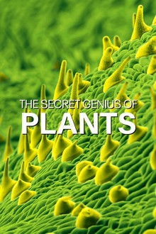 The Secret Genius of Plants