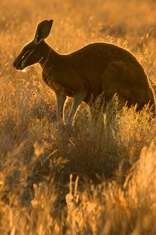 Wildes-Australien