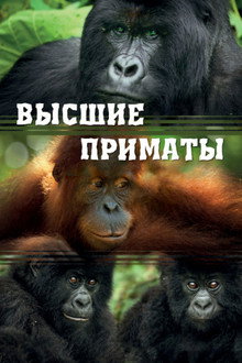 Высшие приматы