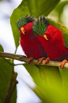 Ura, sauver l'oiseau sacré des australes
