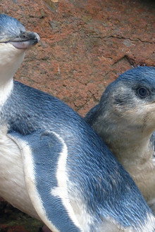 Kororā: Little Blue Penguin