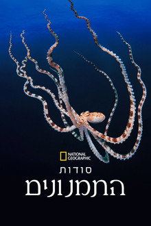 סודות התמנונים