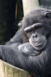 Monkey Life