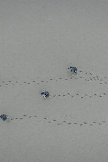 Siren: Survive the Island - Season 1