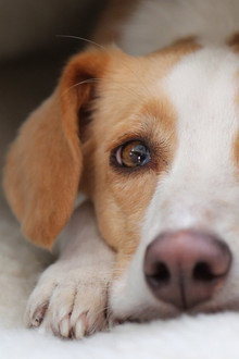 Can Dogs Talk?