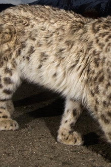 Snow Leopard of Afghanistan
