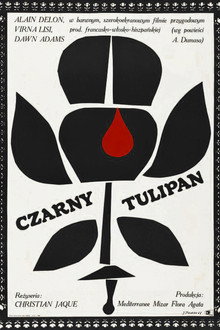 Czarny tulipan