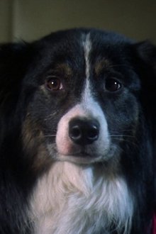 Photo of Ace