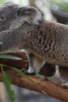 La vie privée des koalas