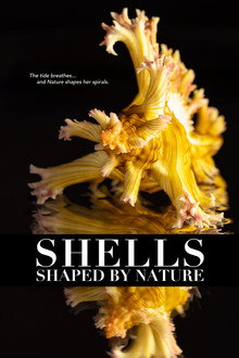 Shells: Shaped by Nature
