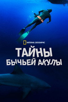 Тайны бычьей акулы