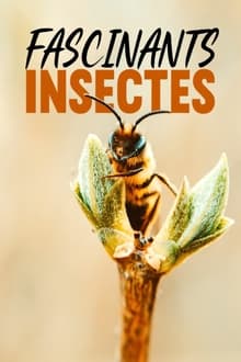 Poster da série Fascinants insectes