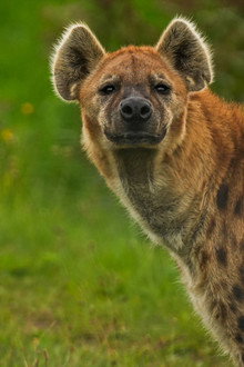 Naabi: A Hyena Princess