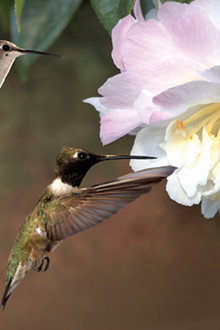 First Flight: A Mother Hummingbird's Story