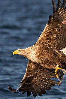 Turtle, Eagle, Cheetah: A Slow Odyssey
