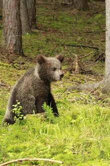 Beary-Tales