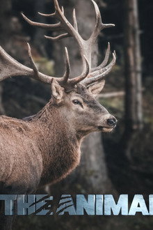 The Animal Within