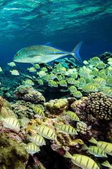 Ocean Paradise