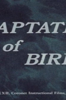 Adaptations of Birds