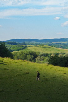 Vihor