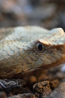 Africa's Super Snake