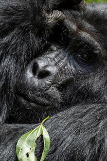 Gorillas unter Stress