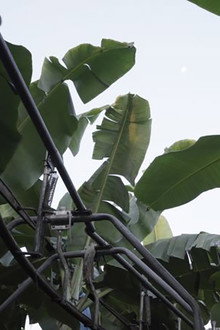 The Inner Life of Exterior Plants