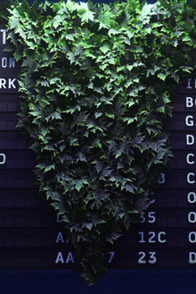 The Untranslatable Forest
