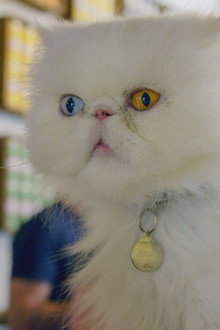 Comment le chat a conquis le monde