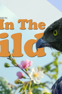 Eyes in the wild