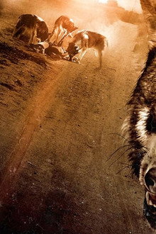 Wolf Town