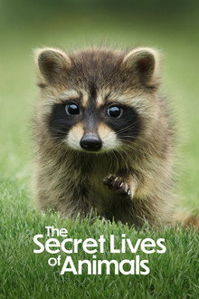 Bí Ẩn Về Thế Giới Động Vật – The Secret Lives of Animals: Phần 1 – The Secret Lives of Animals: Season 1 (2024)